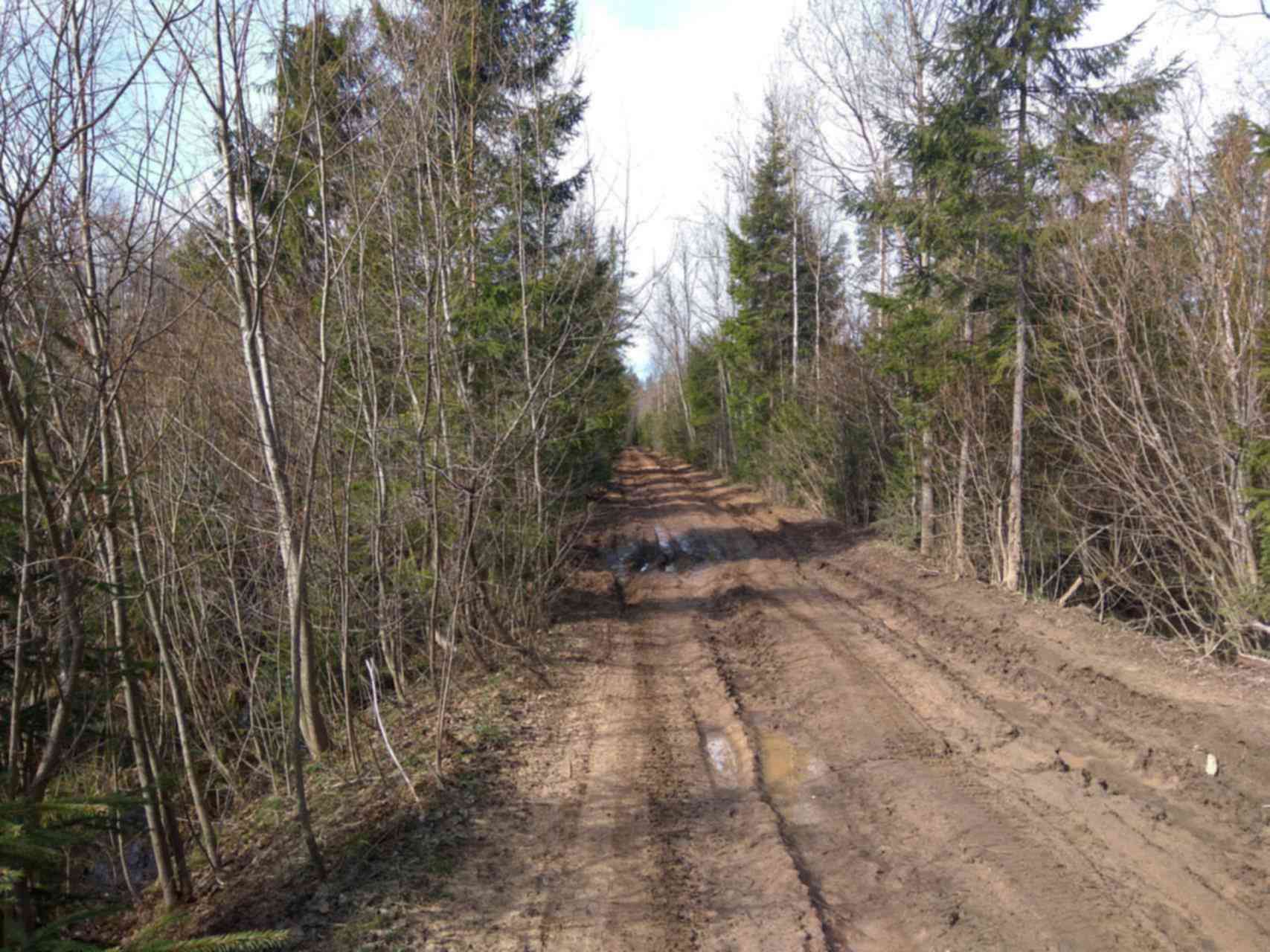 Погода в мшинском снт