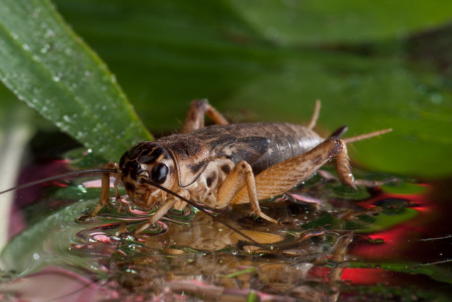 Cricket (insect) Cricket control in the fall Insects in the City Cricket insect,