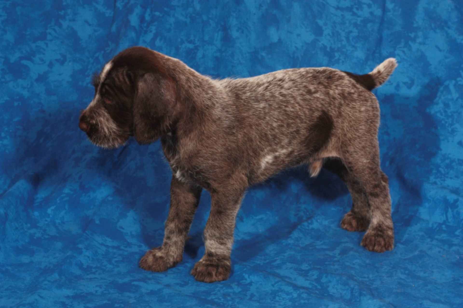 Купить Дратхаара Для Охоты На Авито