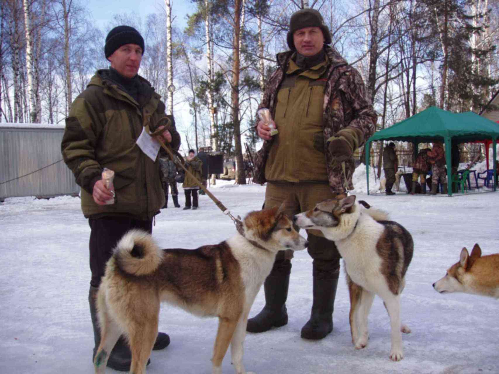 Купить Западносибирскую Лайку В Ярославской Области