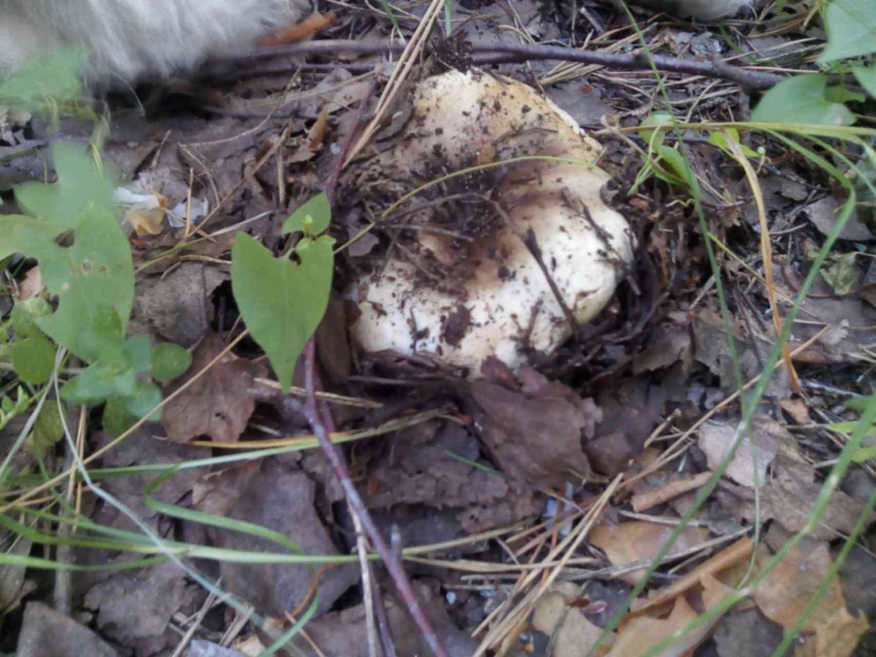 Какие грибы растут в Зианчуринском районе