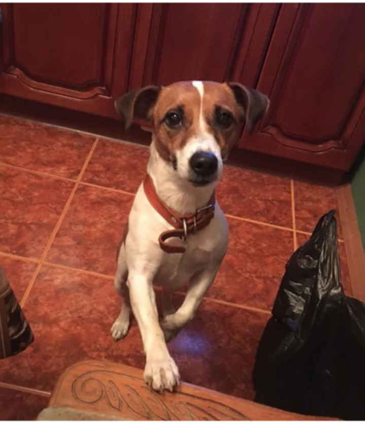 джек-рассел-терьер аллергичная собака. джек рассел терьер гладкошерстный щенки. джек-рассел-терьер. в хорошие руки рассела. щенок джек рассел брокен 1 месяц.