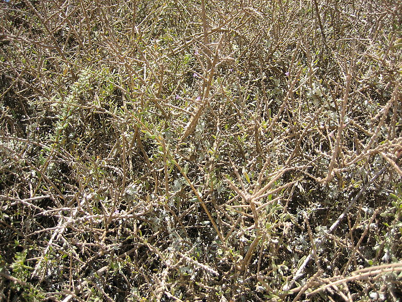 Смолосемянник разнолистный. Кустарник на кавказе колючий. Южный колючий кустарник 7 букв. Боярышник кроваво-красный. Южный колючий кустарник 7 букв.