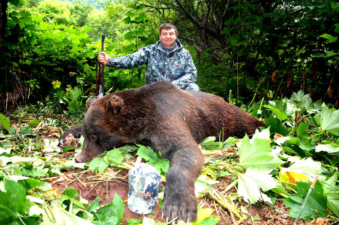 Самый большой Камчатский медведь