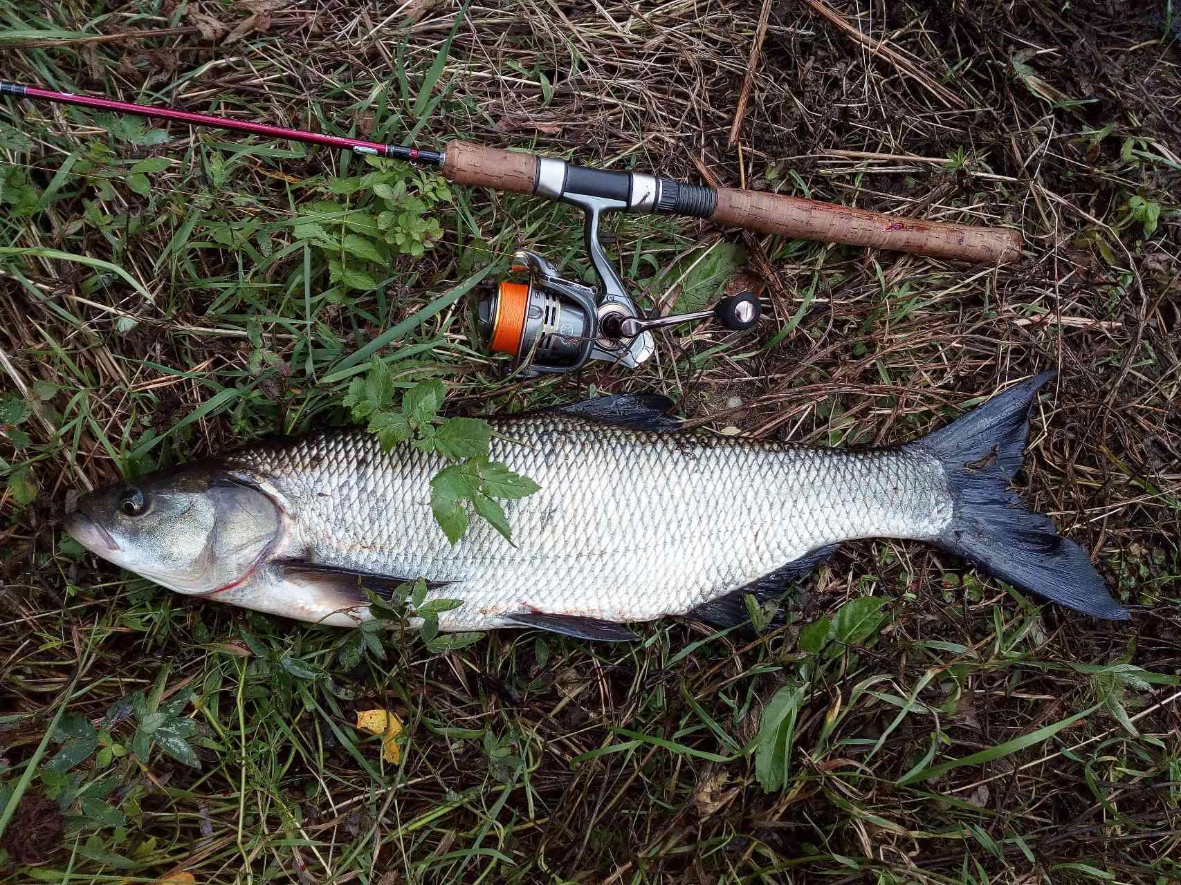 Жерех речной. Форум жерех. Форум жерех. Жерех каспийский. Щуковидный жерех.