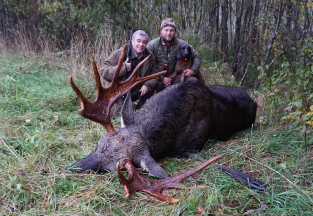 Масса оленя. Большие лоси. Лось размеры. Вес лося 4 года. Какой вес лося.