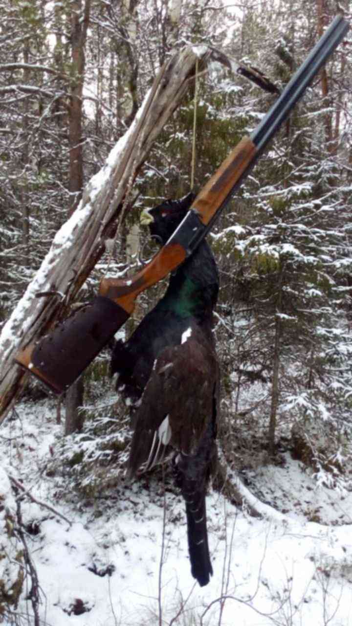 Можно охотиться на глухаря. Весенняя охота на глухаря. Можно охотиться на глухаря. Егерь лесник. Можно охотиться на глухаря.