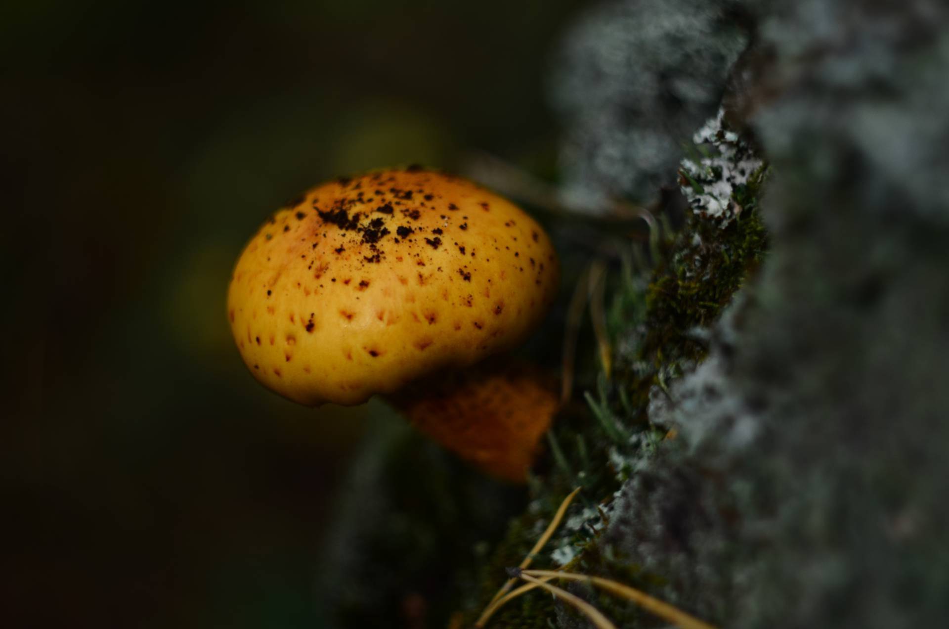 Маленькие желтые грибы