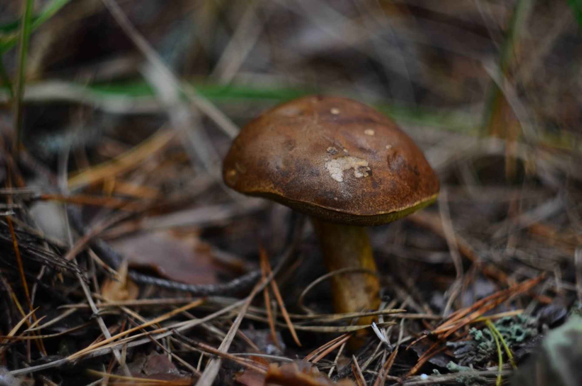 Дорожные грибы