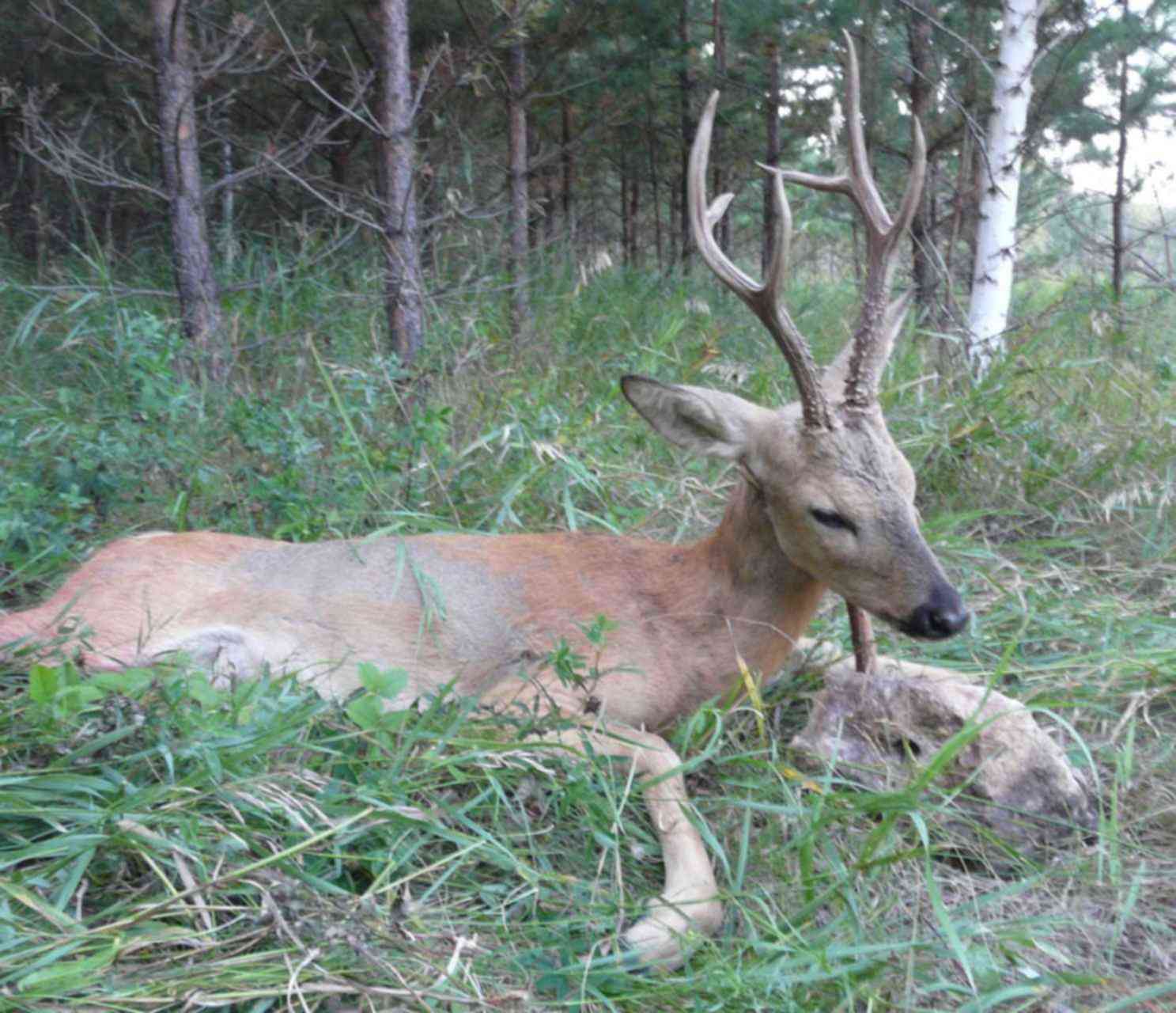 Рога сибирской косули. Рога европейской косули. Рога самца косули. Рога самца косули. Трофей сибирской косули.