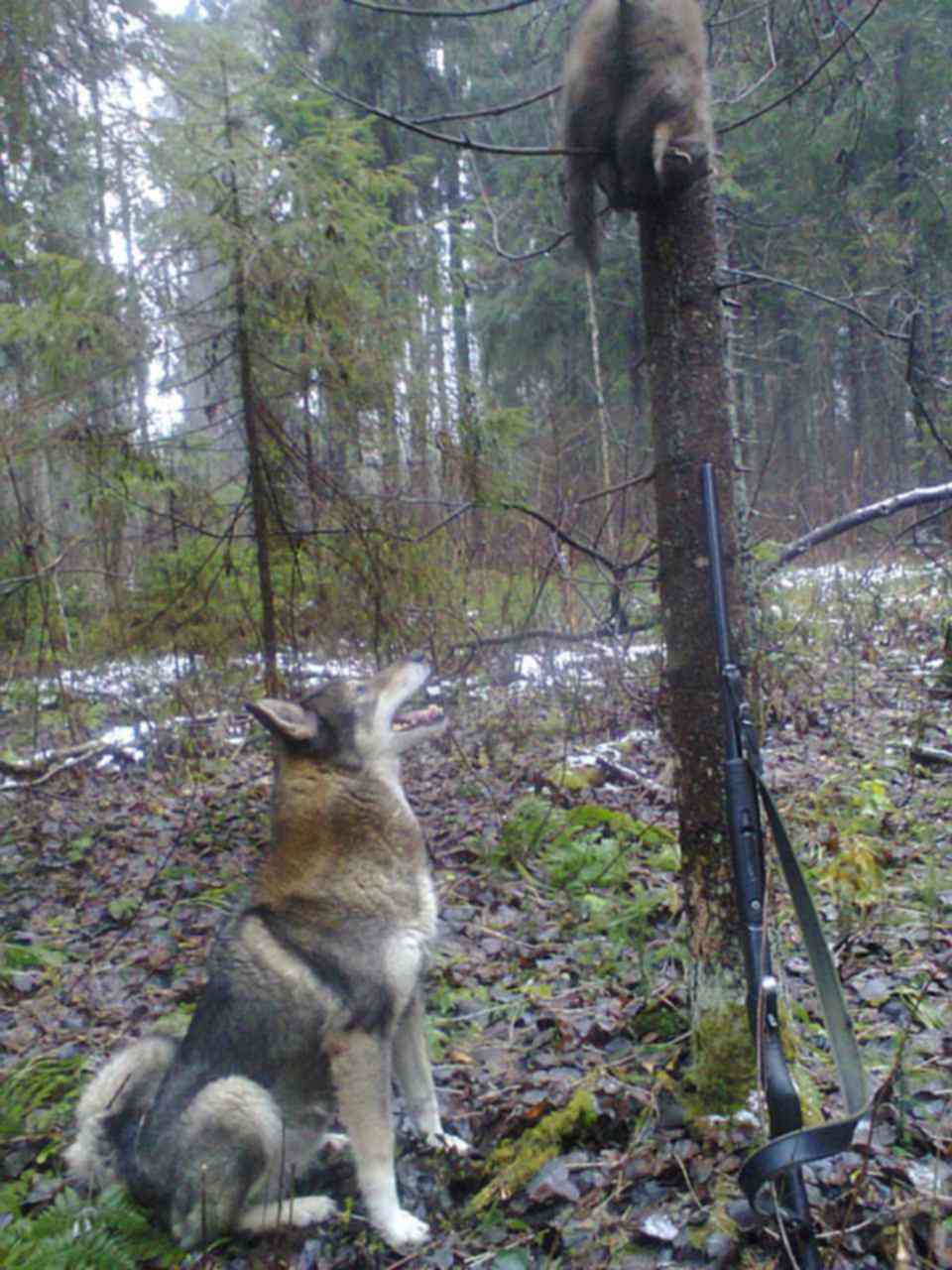 Охота на куницу с лайкой 2022. Охота с лайкой на куницу 2024 2025года. Охота с лайкой на куницу 2024 2025года. Охота слайками на куницу. Охота на куницу с лайкой 2022.