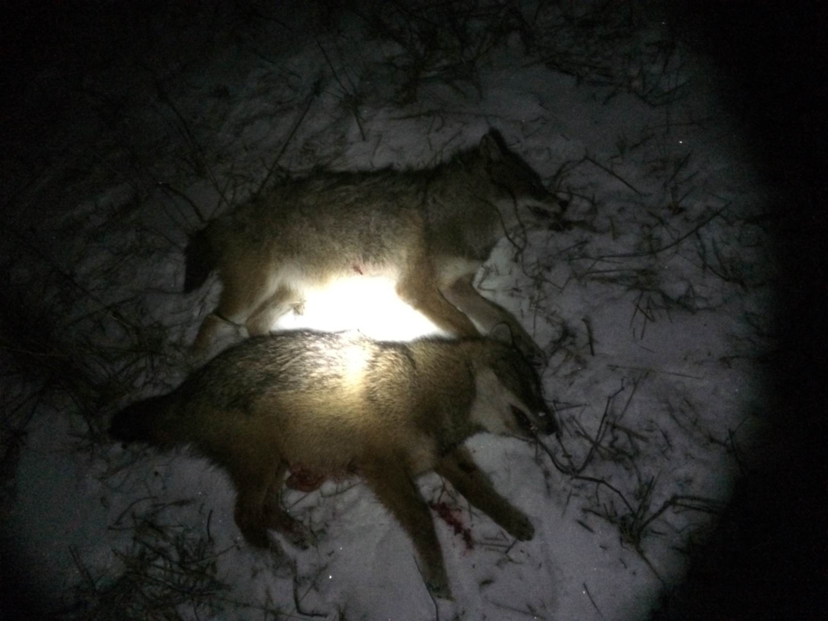 Стреляный зверь 3. Волк охота зимой ночью.