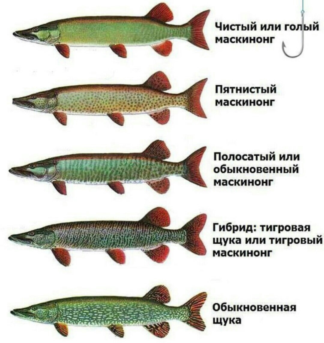 разновидности рыб фото