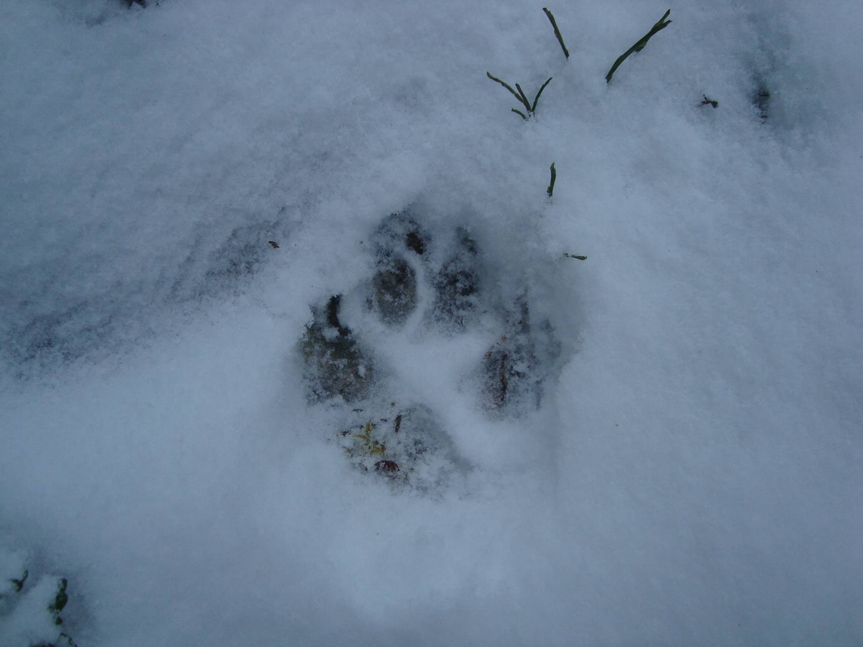 Зверя по следам слушать. Следы чупакабры на снегу. Следы животных. Следы чупакабры на снегу фото.