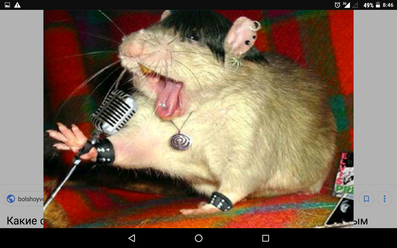 Крыса с микрофоном