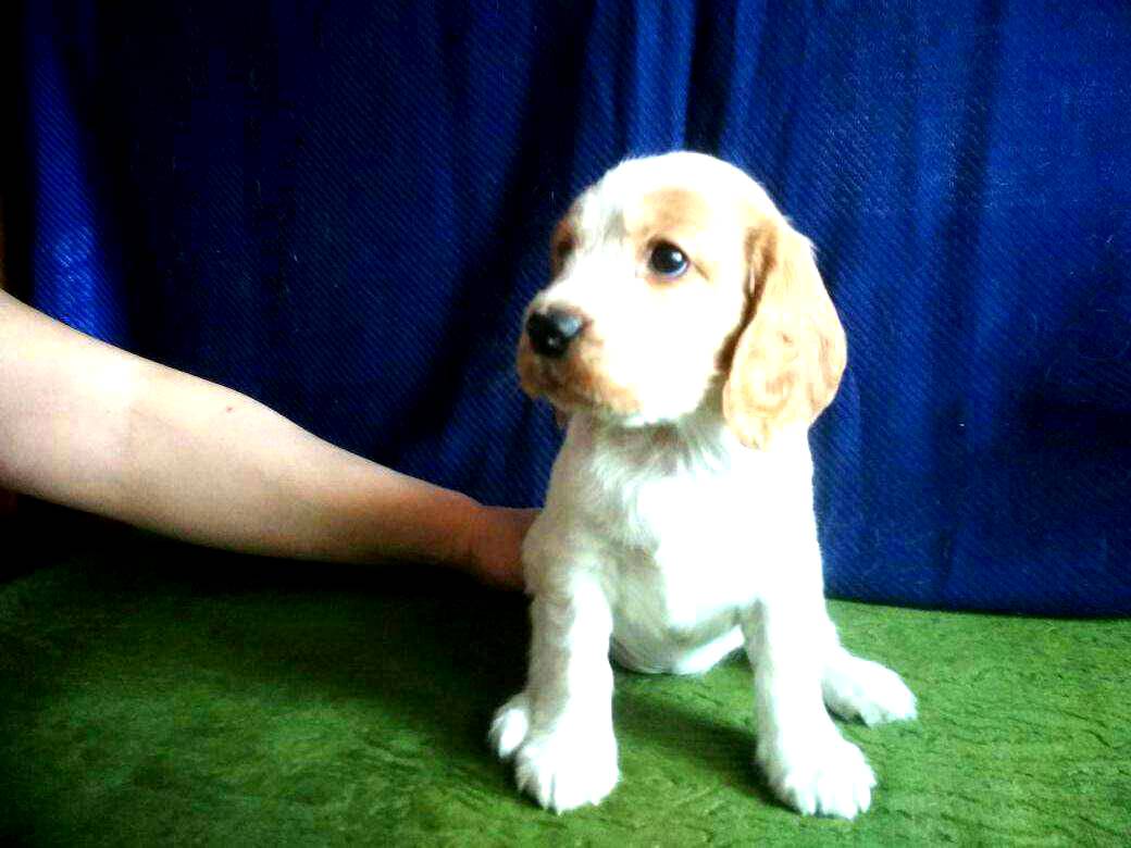 Русский спаниель фото щенки 2 месяца