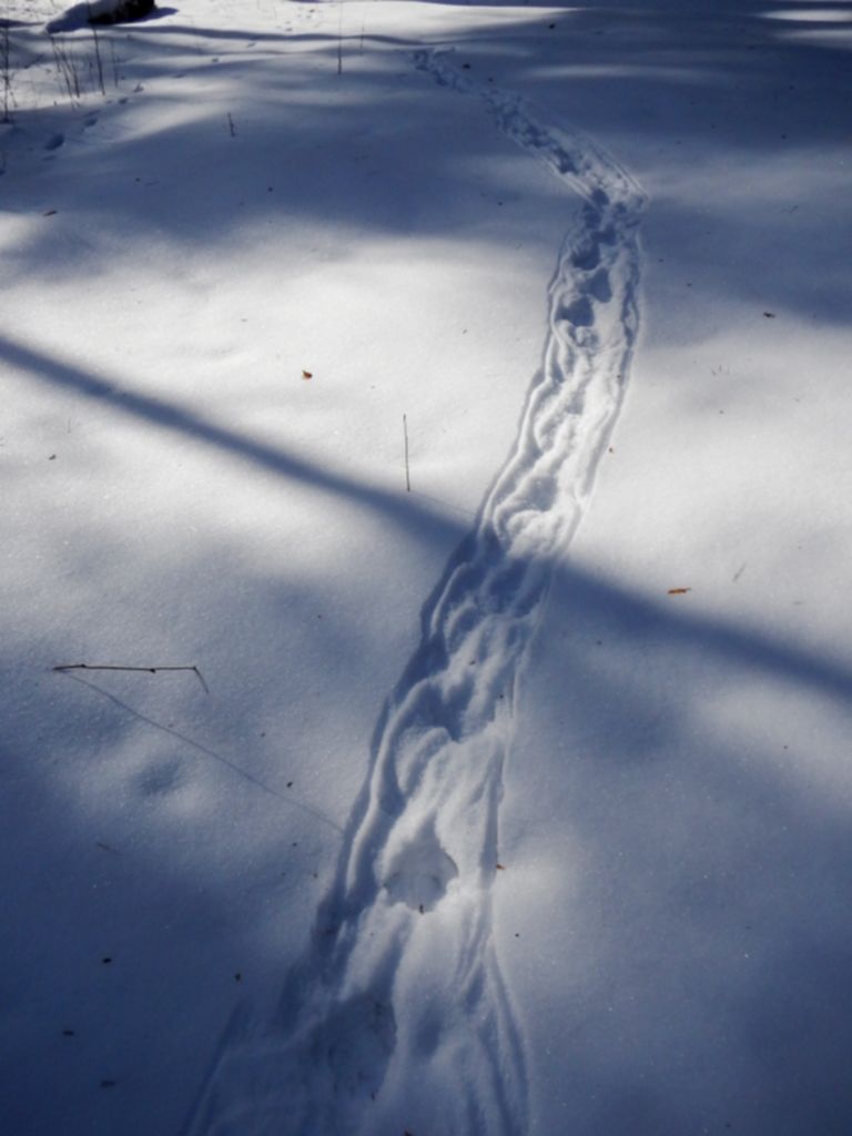 Следы куницы на снегу фото как выглядят