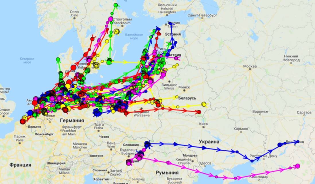 Отследить движение поезда в реальном. Карта миграции гусей 2023 в России. Карта миграции гусей весной. Пути весенней миграции гусей в России на карте. Пути миграции гусей на карте России.