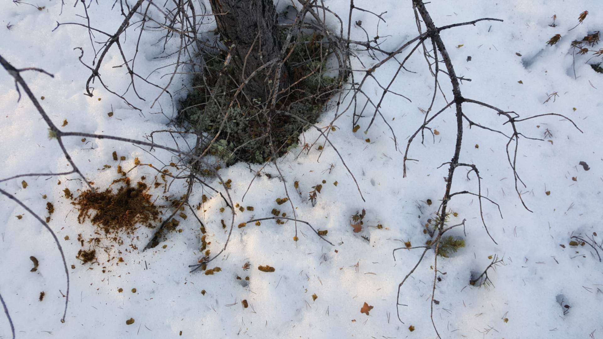 Как выглядит помет лисы фото