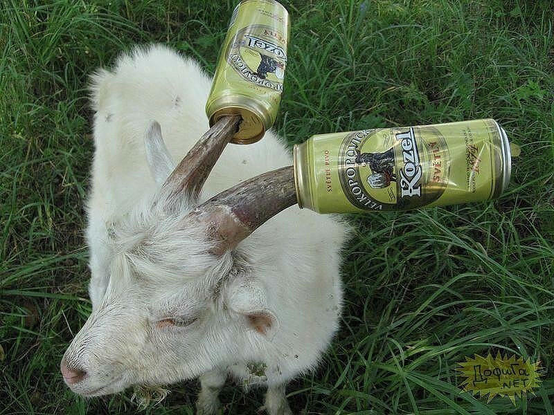Евльский козел. Пьяная коза.