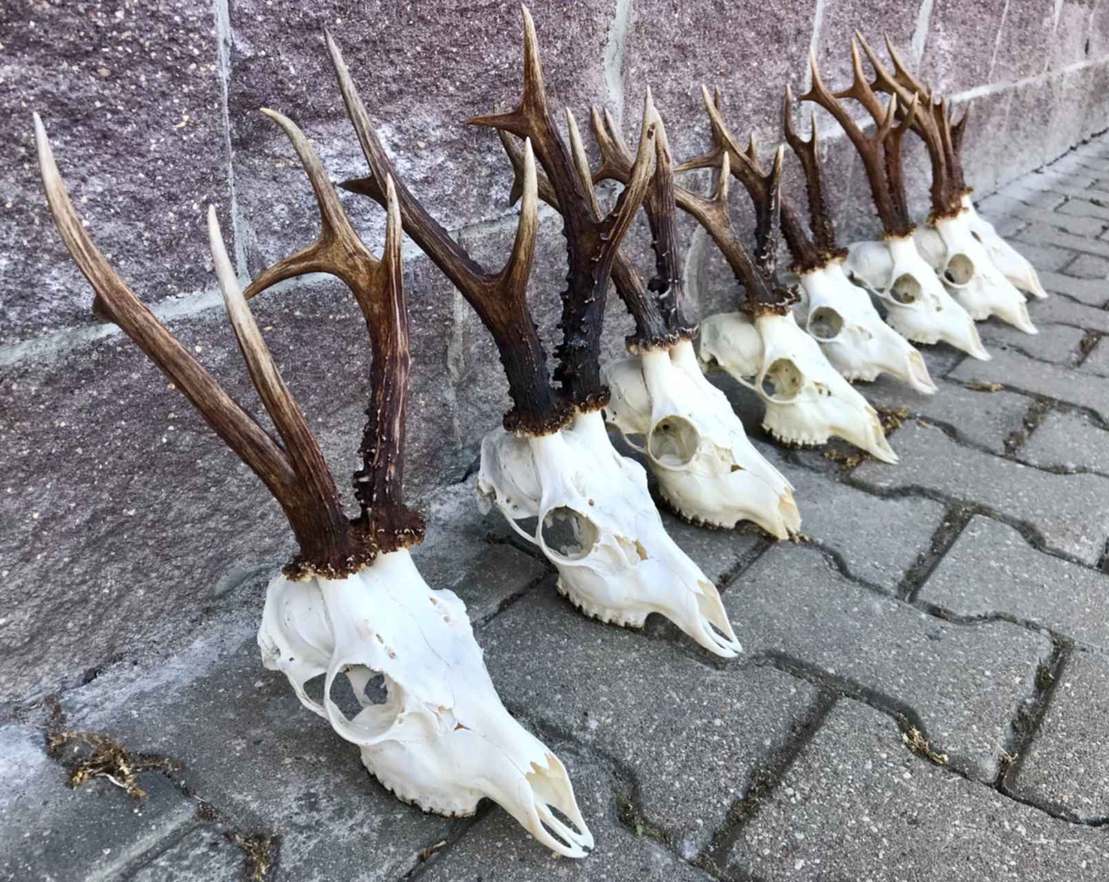 Рога косули. Трофейные рога косули. Самые большие рога косули. Рога РБ,2