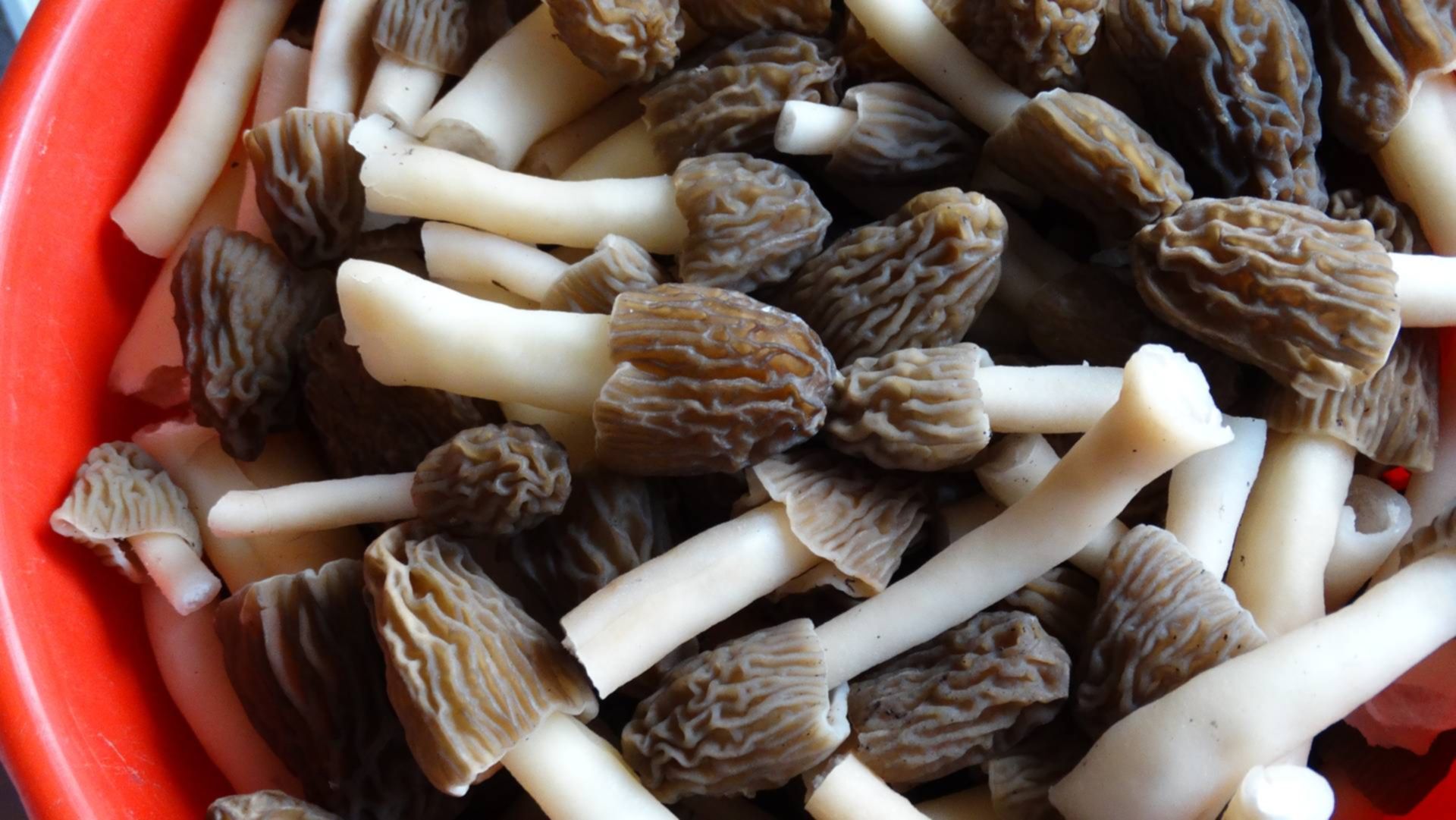 Как готовить сморчки грибы пошагово в домашних условиях рецепт с фото пошагово