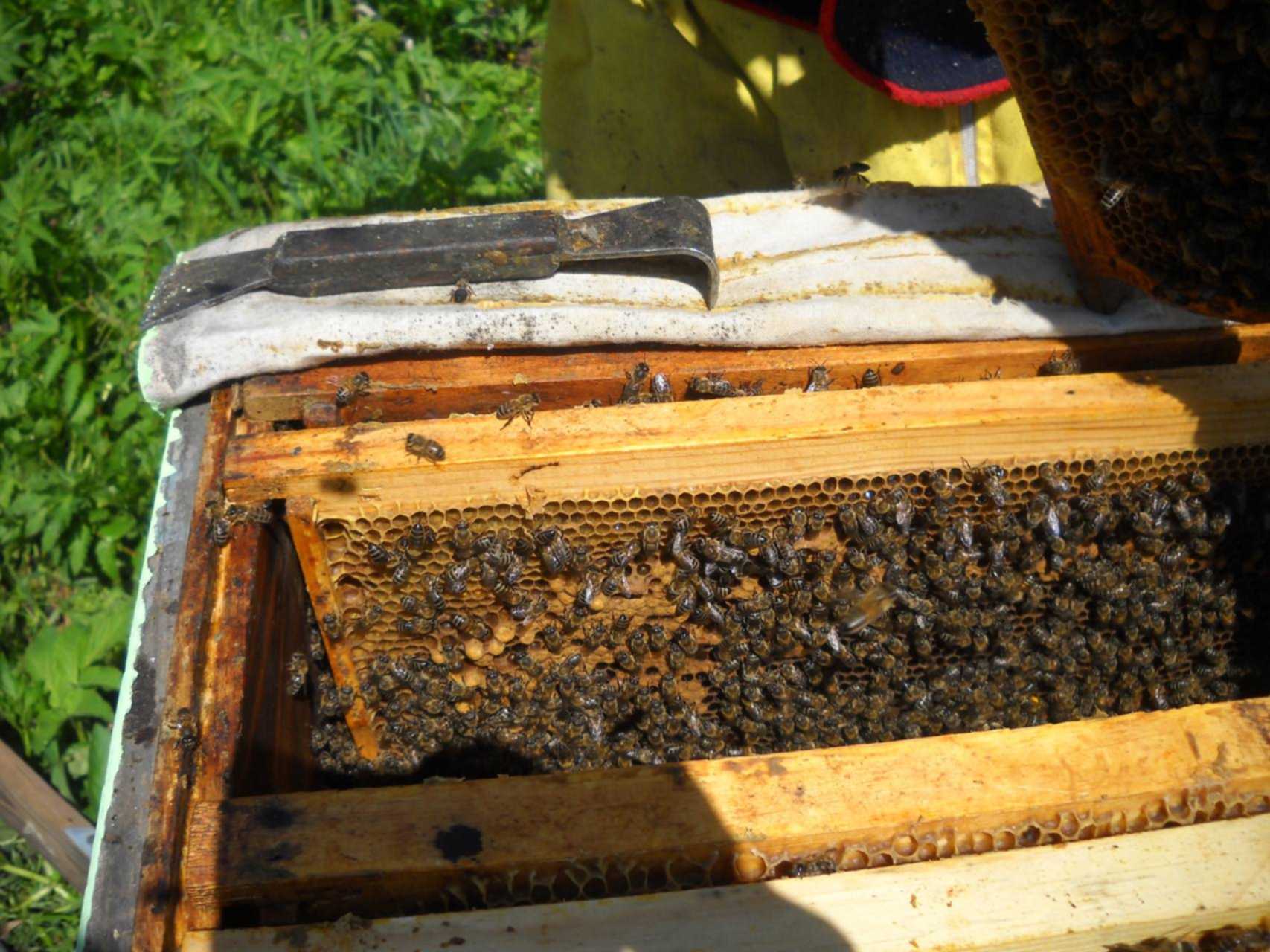 Простые отводки пчел. Пчелиные отводки. Отводок пчел. Улей для отводков. Что такое отводок в пчеловодстве.