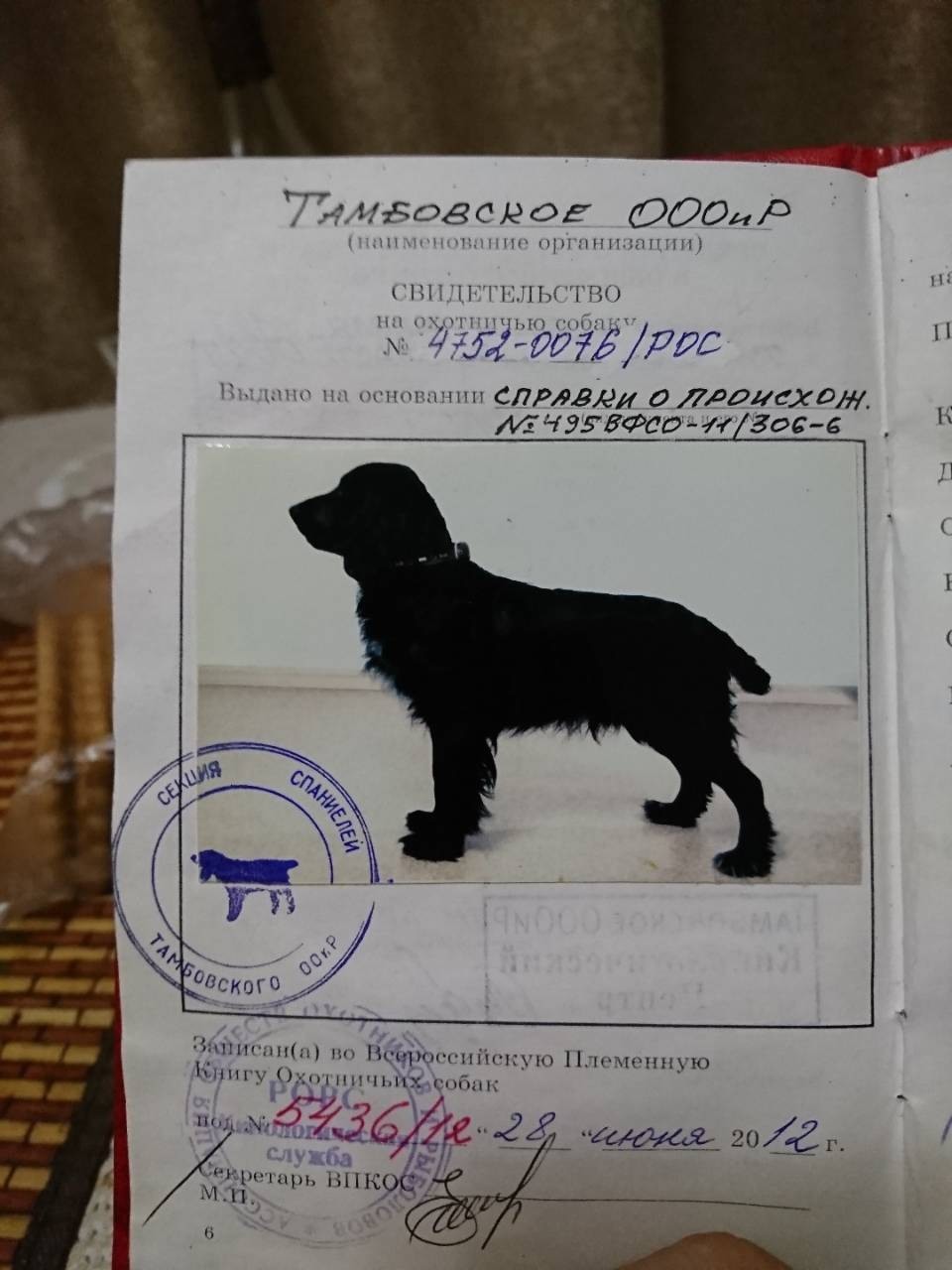 Фото собаки на паспорт требования