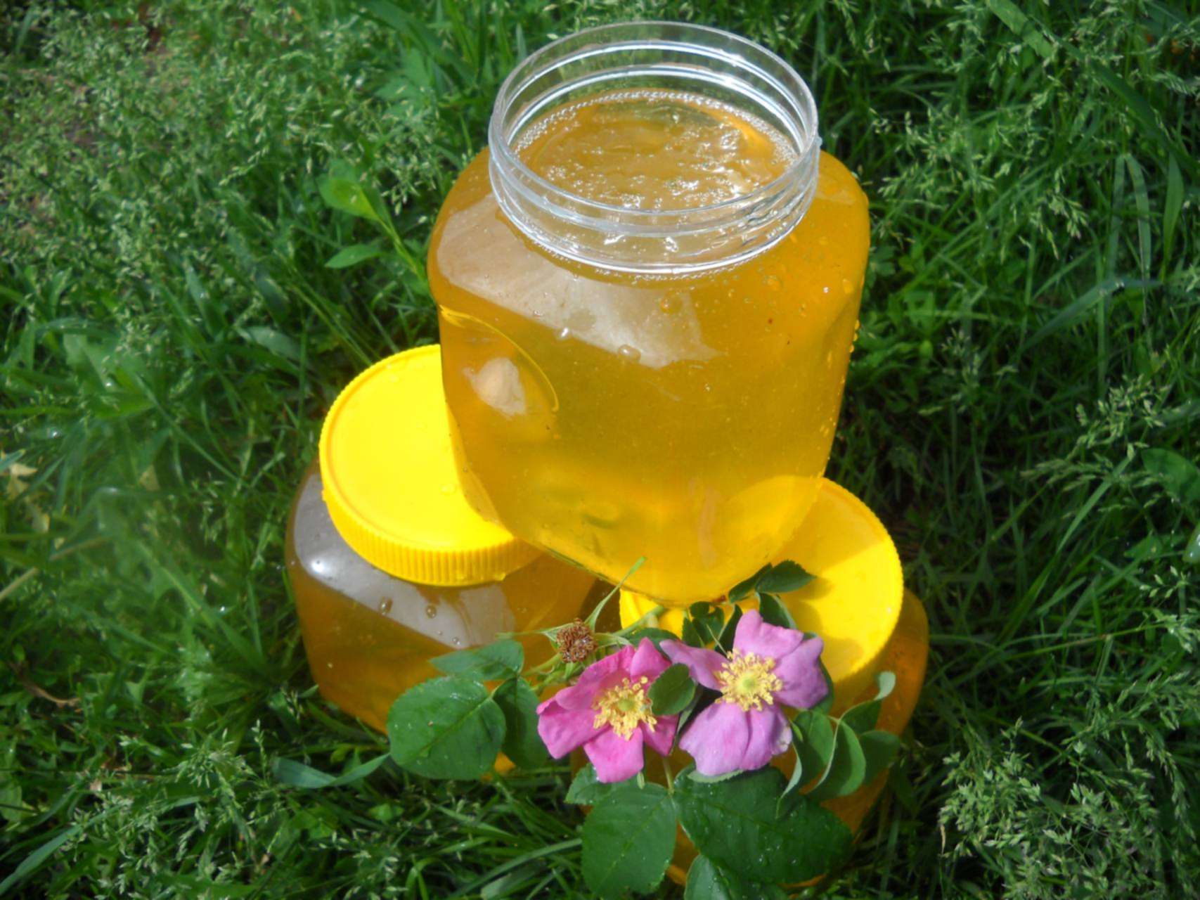 Алтайский мед разнотравье описание и фото