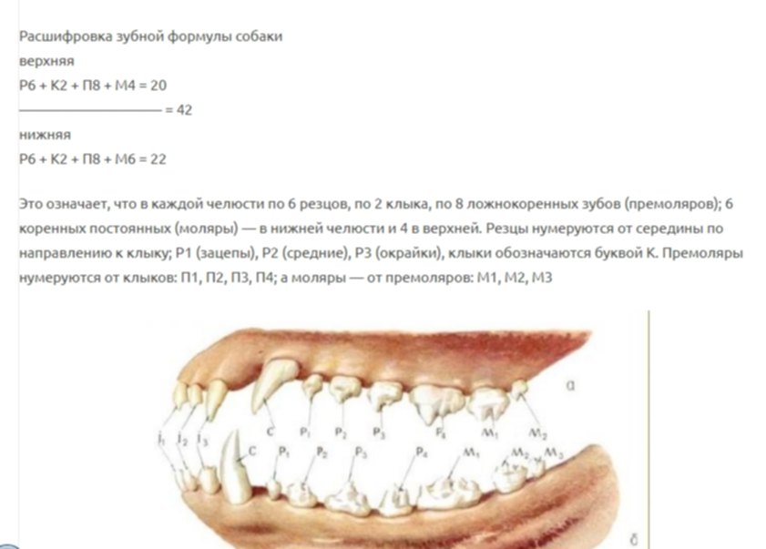 Зубная карта собаки