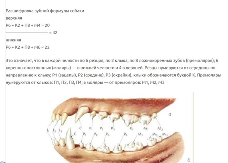Зубная формула кошки