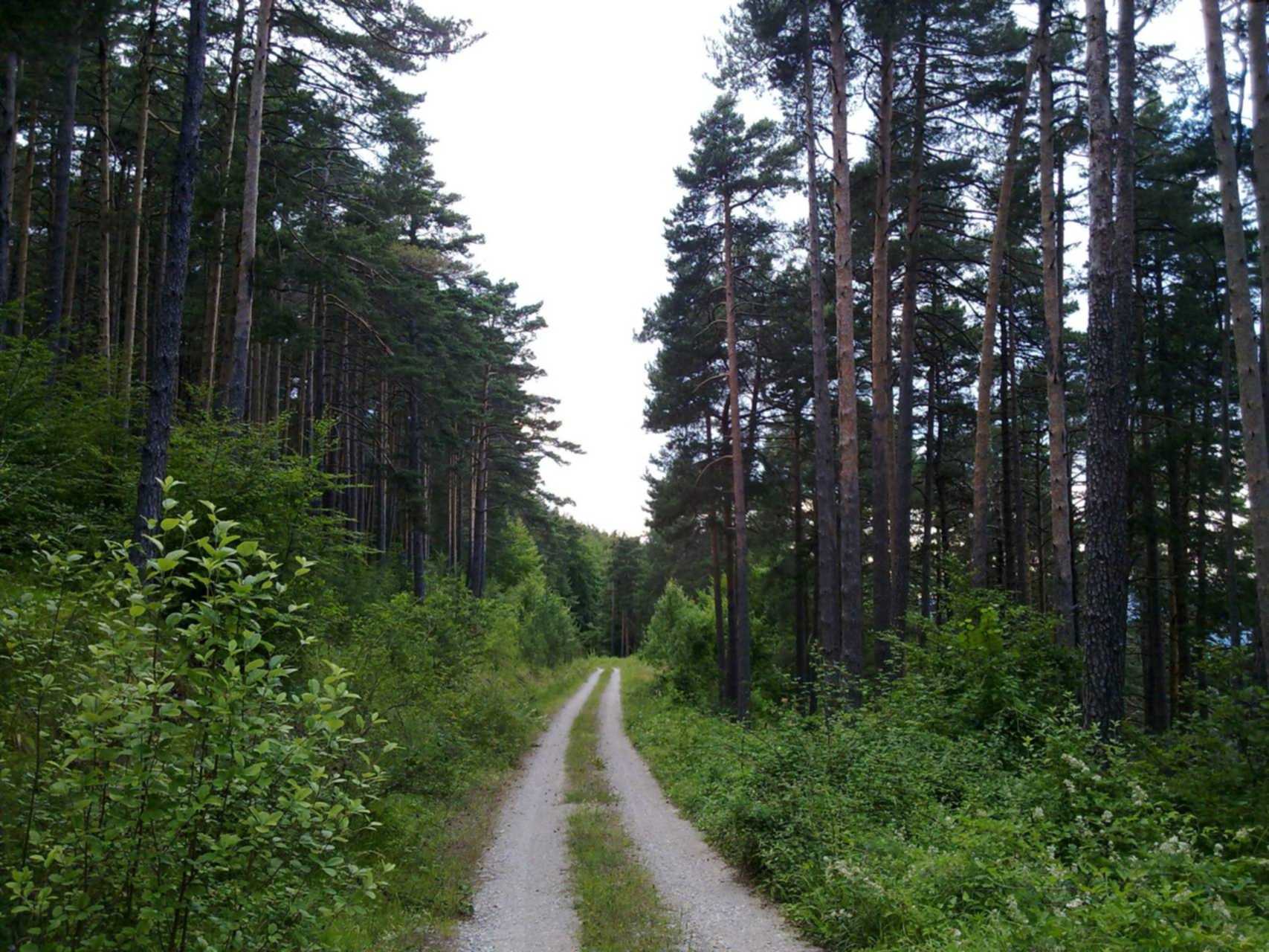 Полоса прорубаемая в лесу. Лесная просека вл 10 кв. Лесной просек или Лесная просека. Просека в лесу. Лесные просеки.