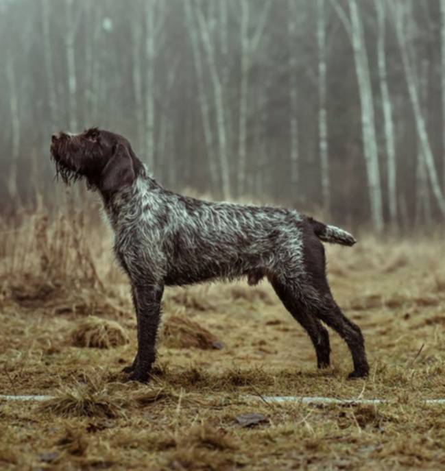 Купить Дратхаара Для Охоты На Авито