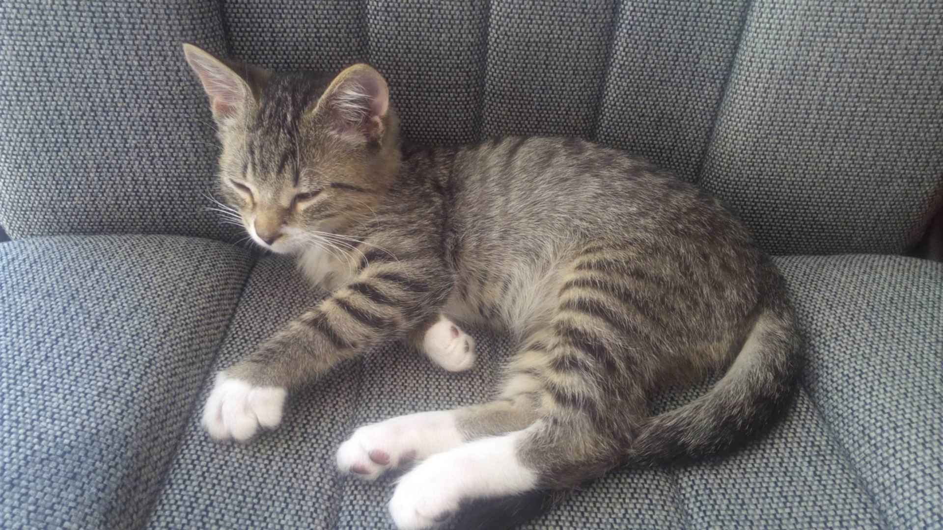 Котенок 3,5 месяца