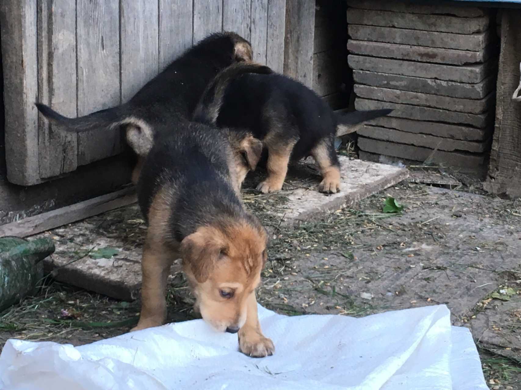 Щенки нижегородская обл