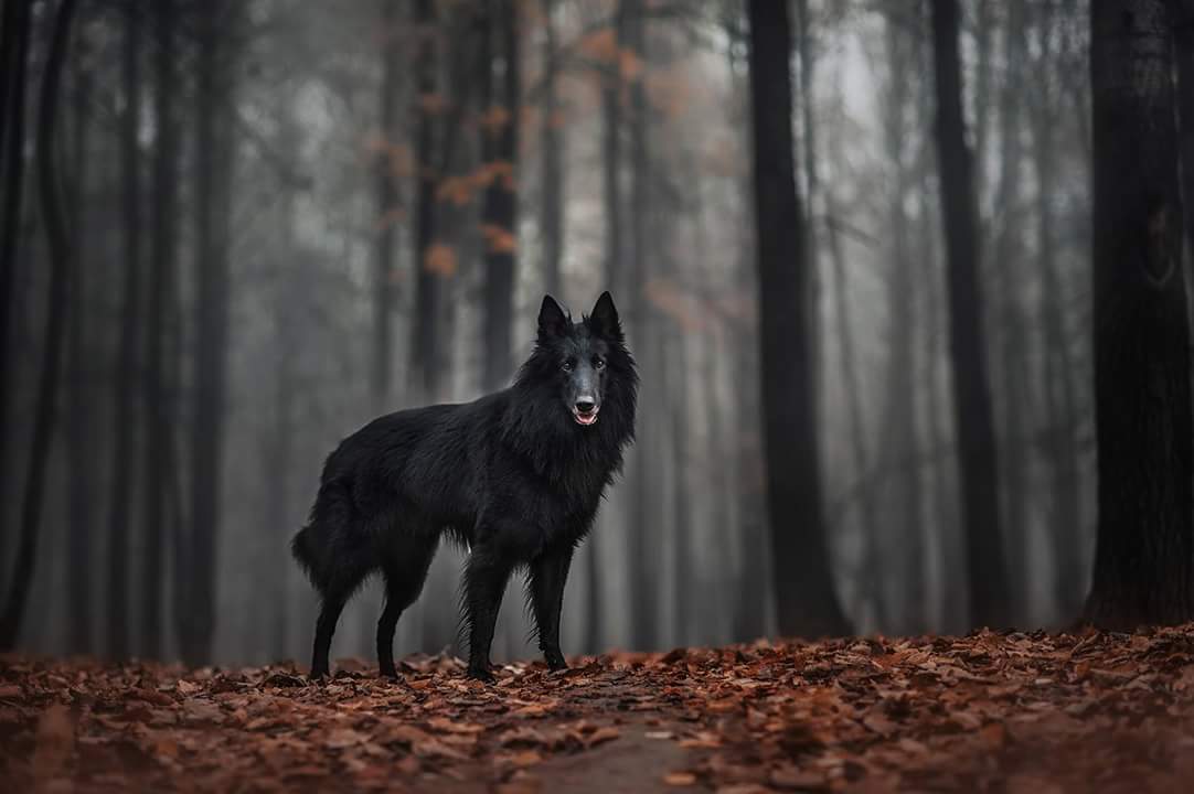 Овчарка Грюнендаль Фото