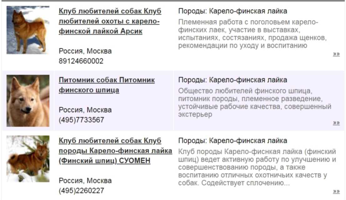 Методы улучшения пород кошек собак в клубах. Карело-финская лайка размер. Финский шпиц или Карело финская лайка. Вес щенка Карело финской лайки по месяцам. Заводчики породистых собак.