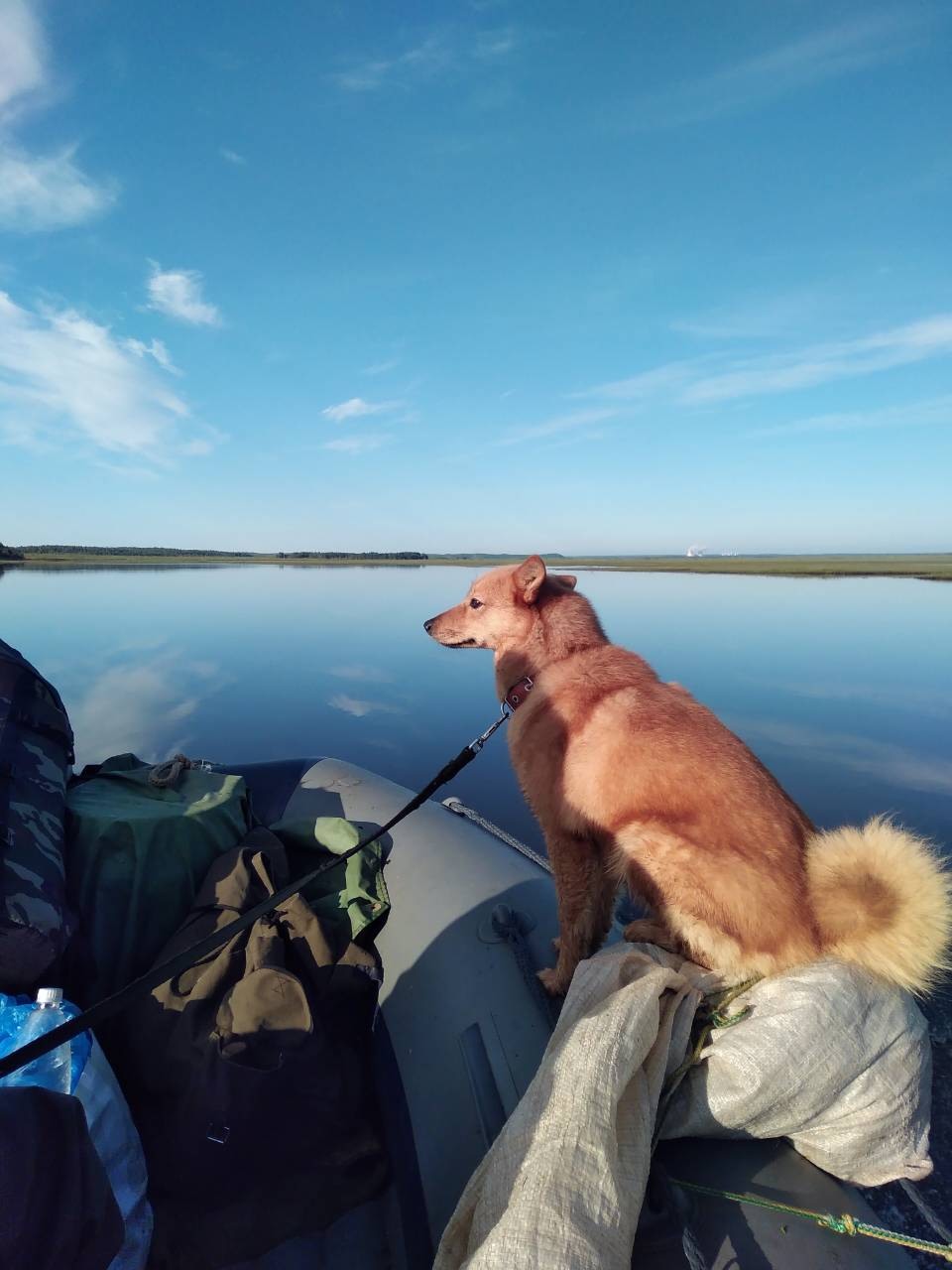 Dog fishing. Карело-финская лайка. Собака для рыбалки. Собака Рыбак. Пес на рыбалке.