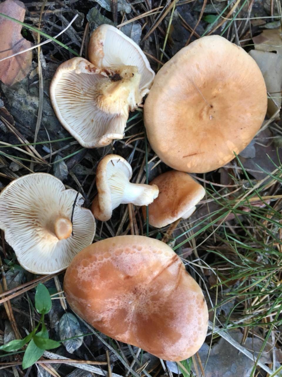 Подотавники грибы