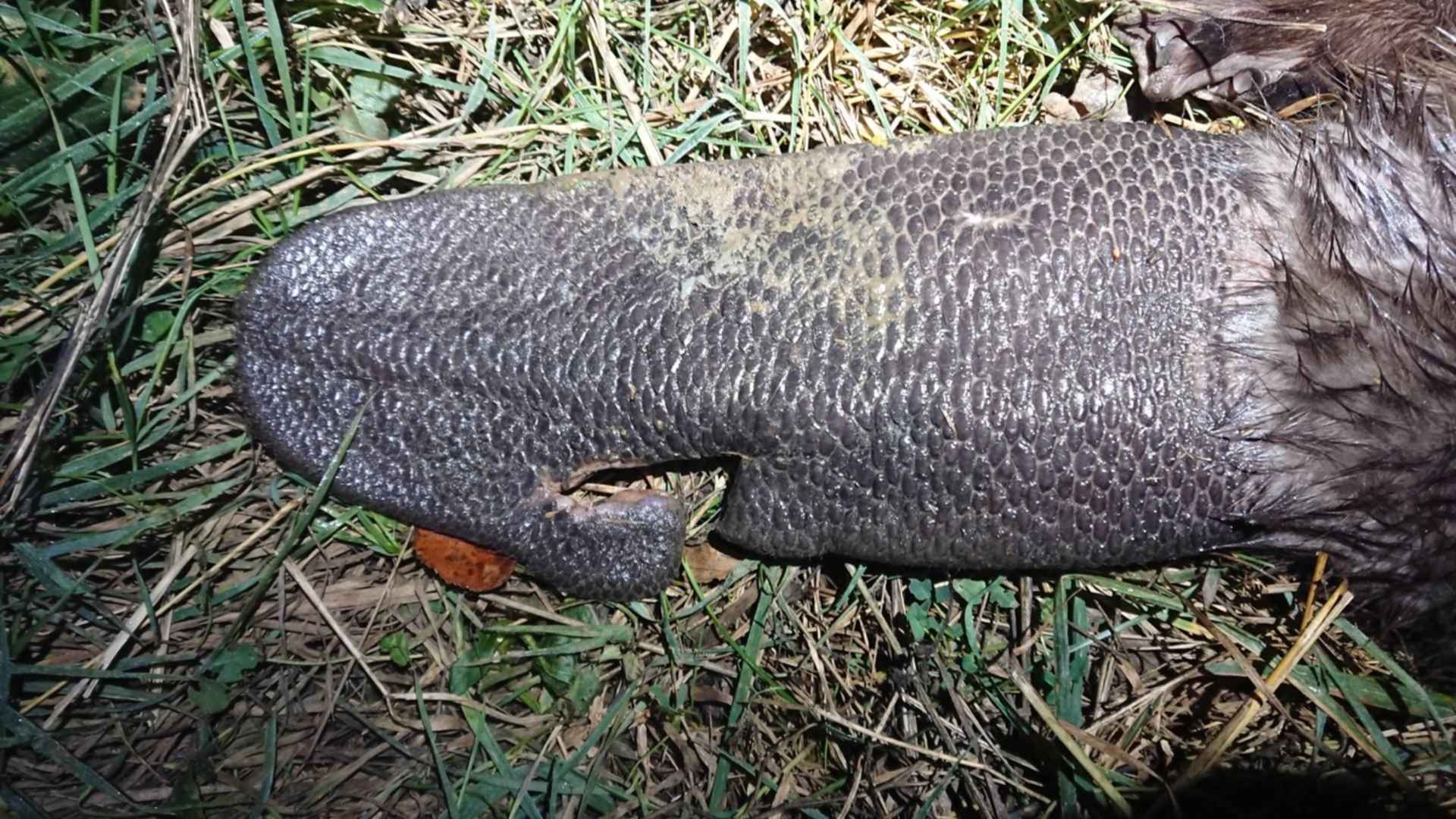 Какой хвост у бобра