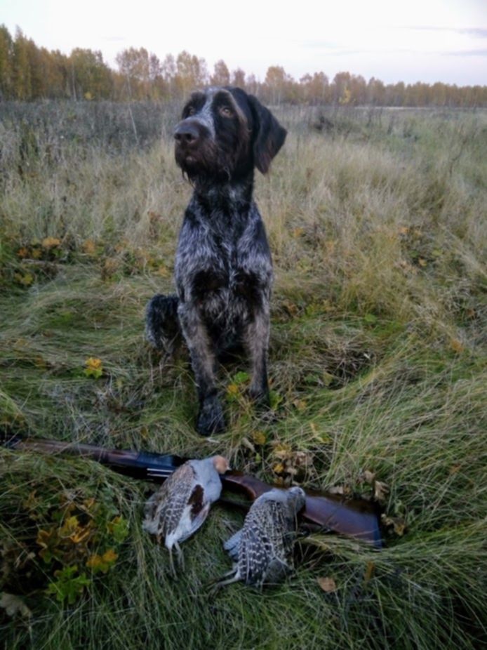 Купить Дратхаара Для Охоты На Авито