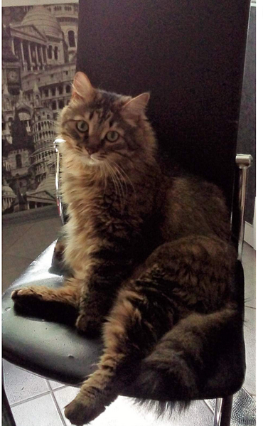 Рязань котиков
90