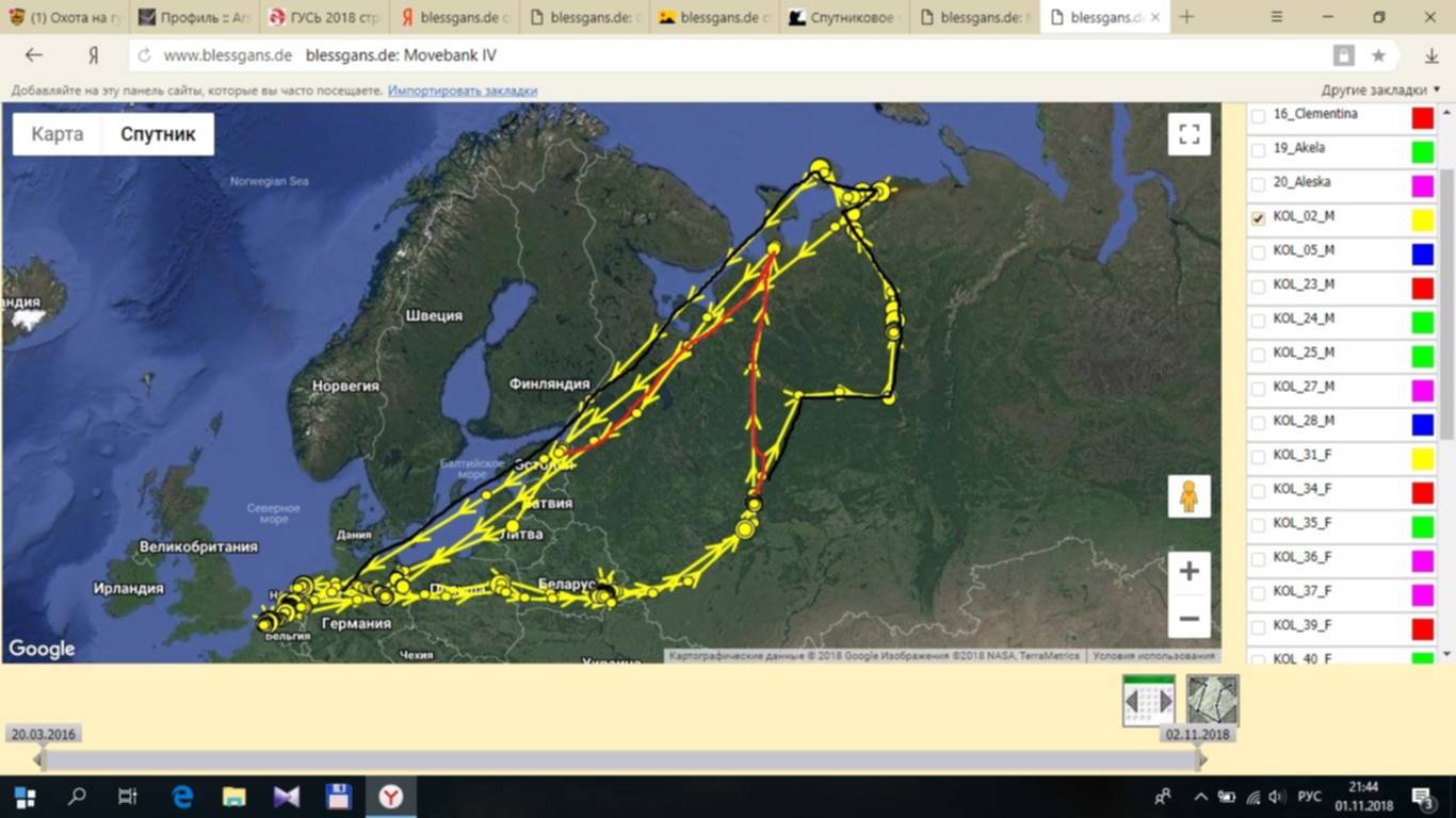 Карта миграции гусей в России