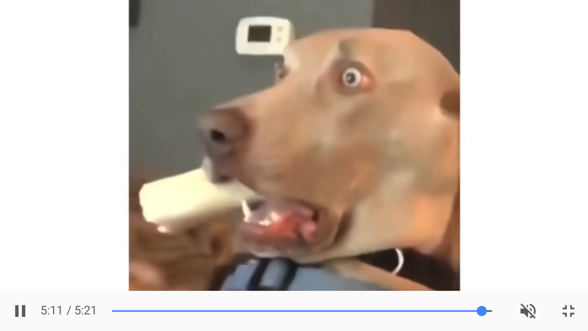 женщина под собакой. под собакой видео. под собакой видео. сенбернар. женщина с двумя собаками.