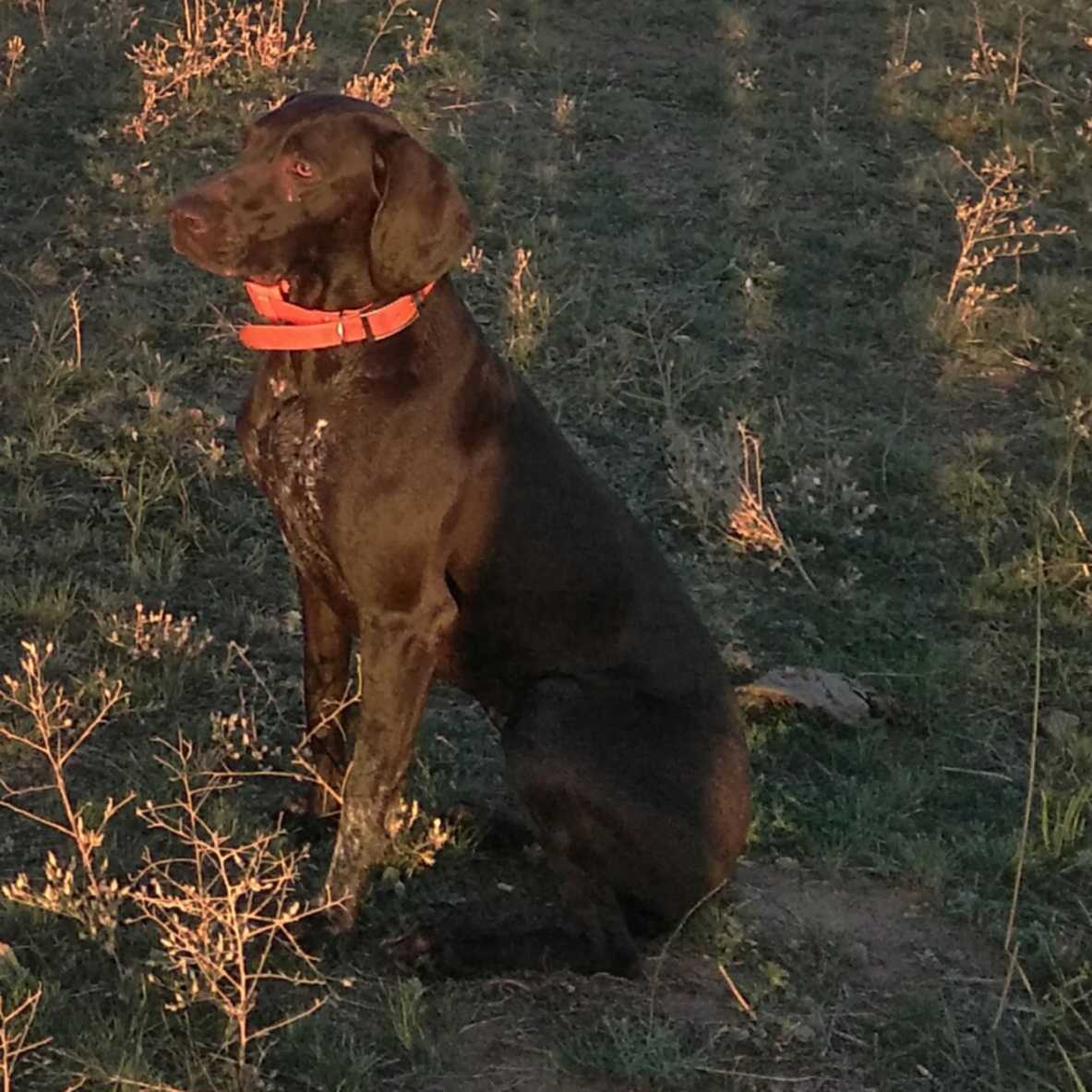 Дратхаар собака. Дратхаар. Охотничьи собаки маленького размера. Курцхаар пегий. Потерялся охотничий пес.