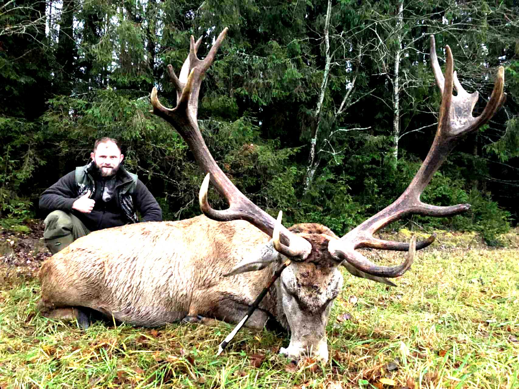 зубр и олень тип взаимоотношений. марал и зубр. зубры олени. изубр рогач. кавказский биосферный заповедник горный козел.