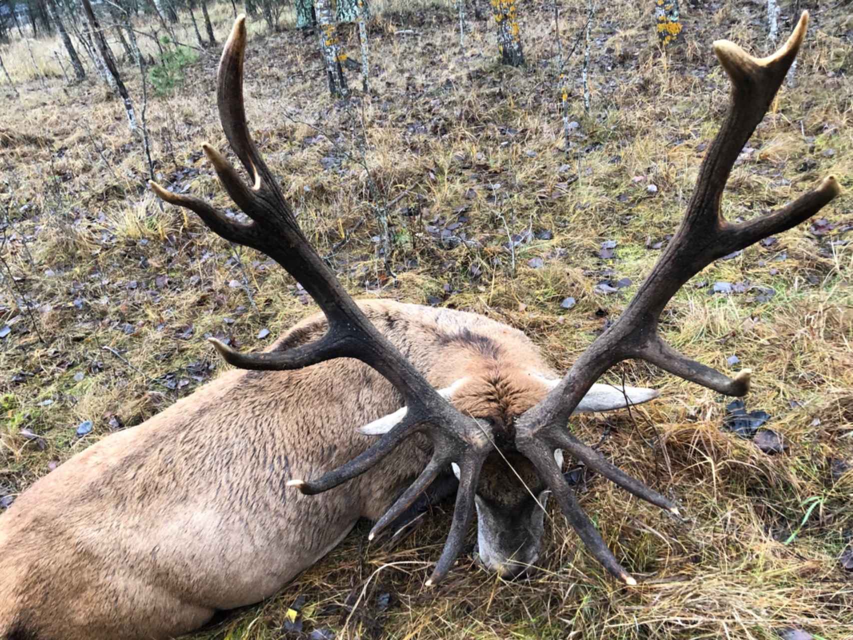 Олень. Трофейные рога оленя. Дикий северный олень якутия. Северный олень тундра ненцы. Охота на оленя.