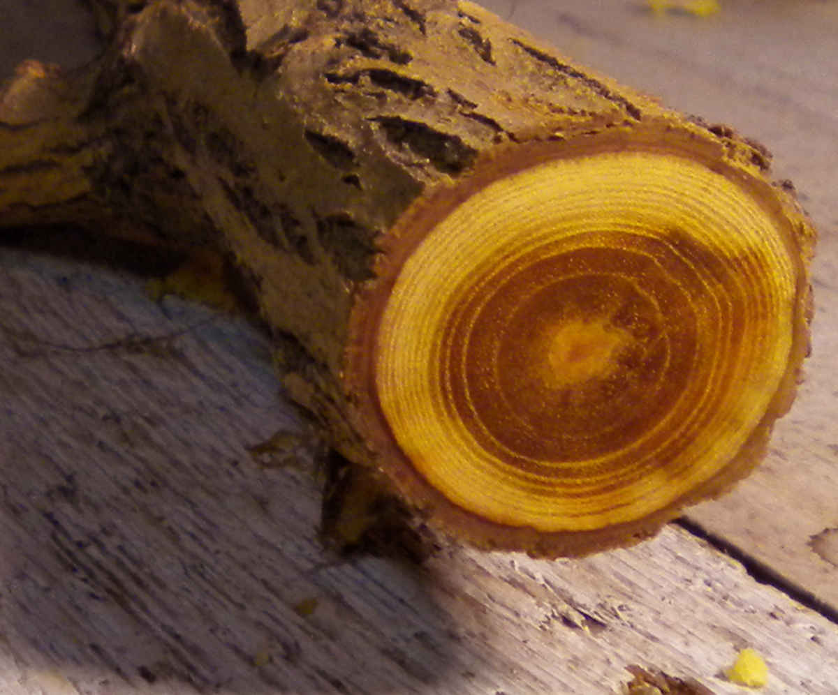 Сердцевина фото. Маклюра древесина. Osage Orange дерево. Маклюра оранжевая древесина. Дерево в разрезе.