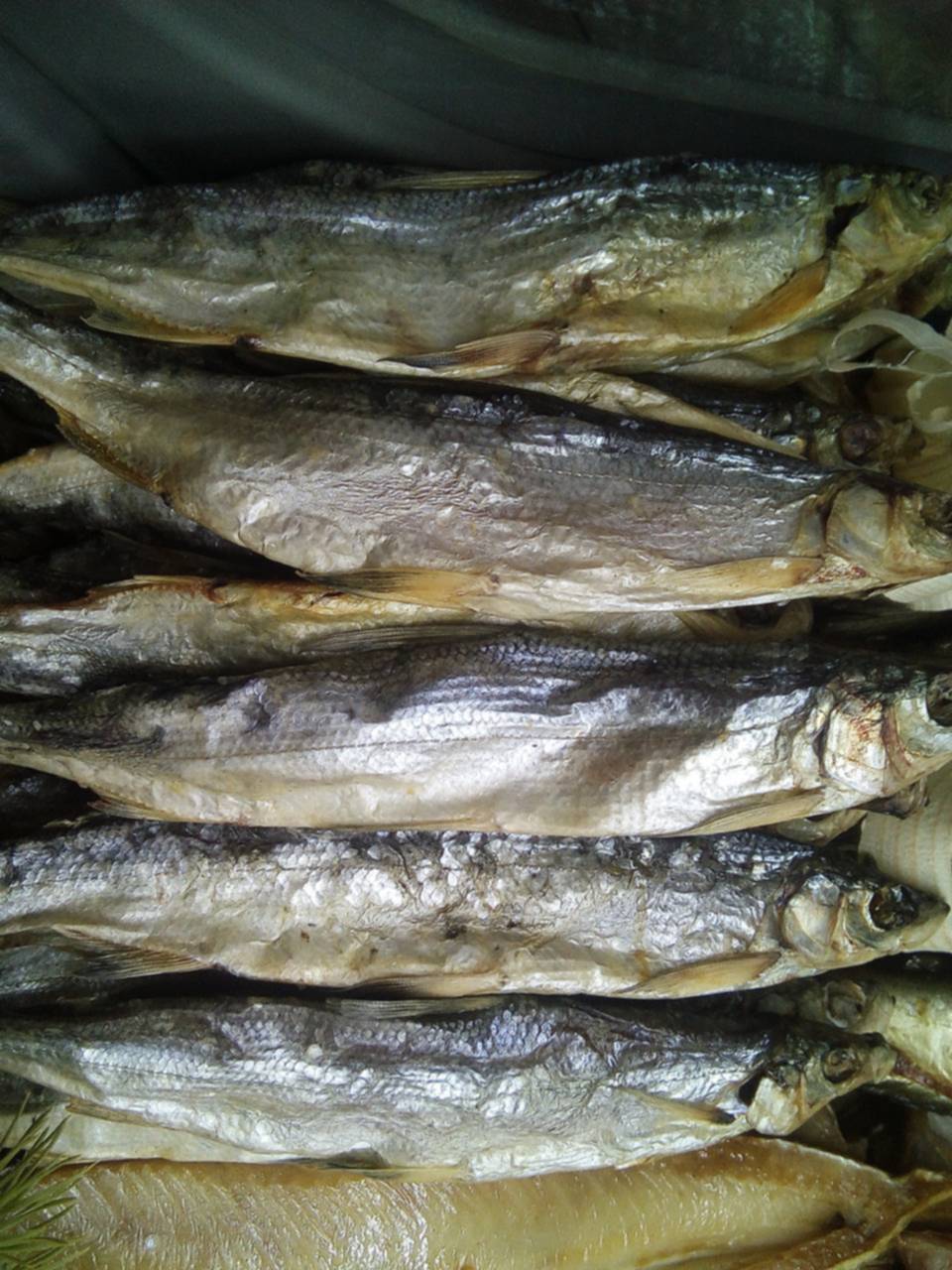 Рыбы якутии фото и названия