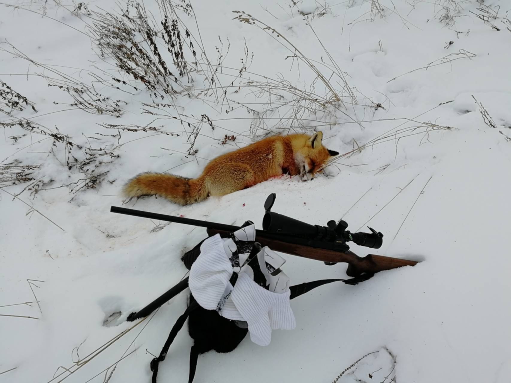 Охота на лису волка